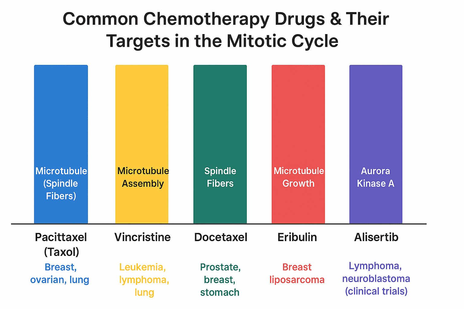 Common Chemotherapy Drugs & Their Targets in the Mitotic Cycle