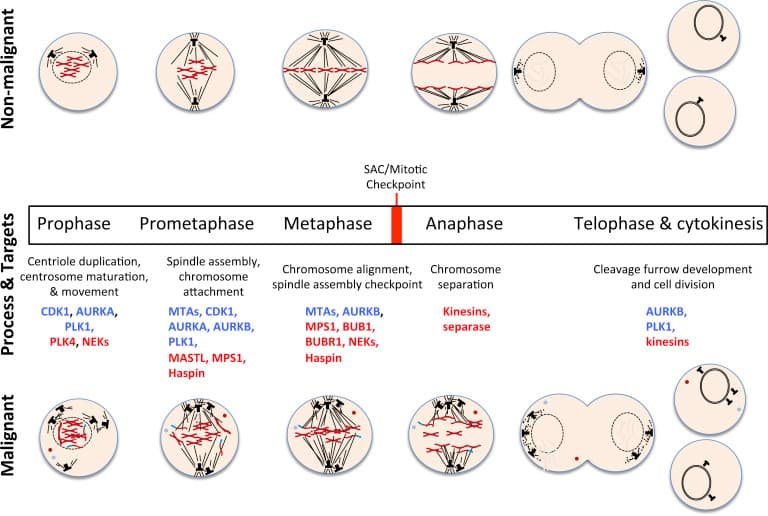 Stages of Mitosis vs. Cancer-Related Errors at Each Stage