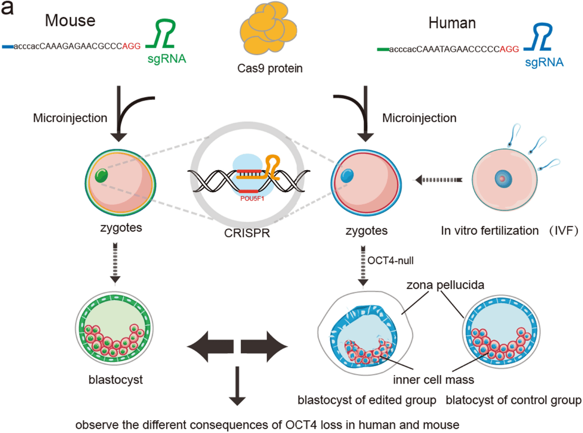 CRISPR Experiments on Mitosis-Related Genes and Observed Outcomes