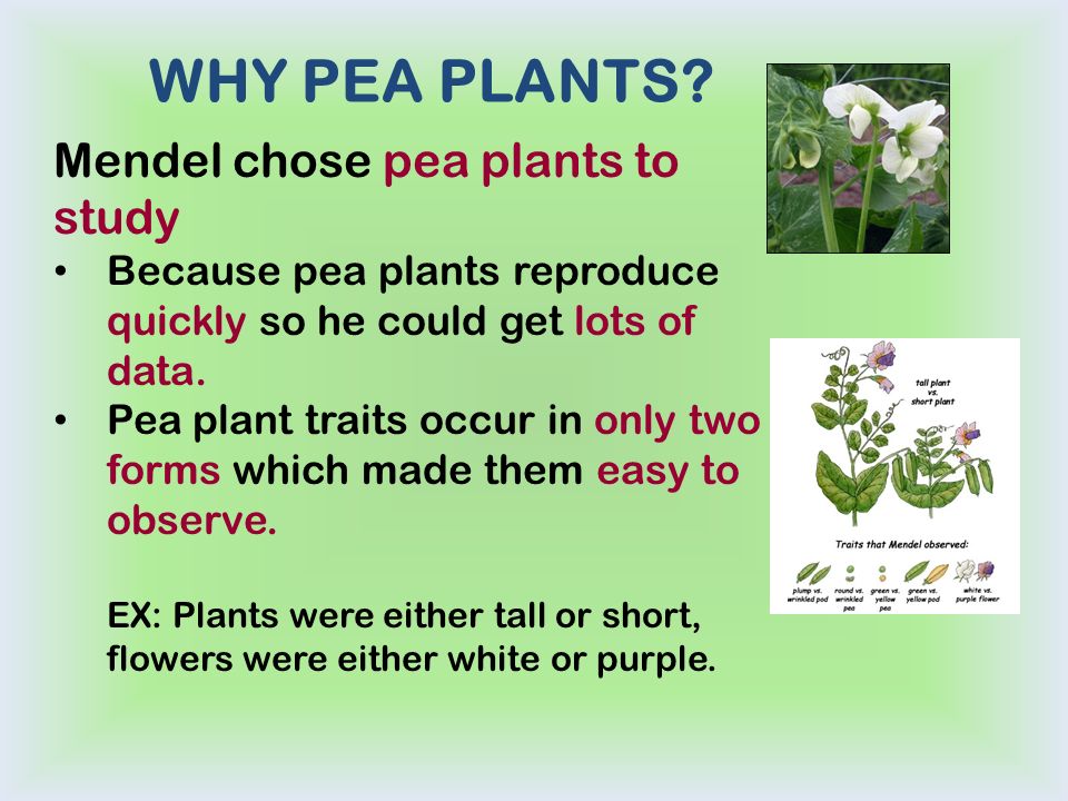 Why Did Mendel Study Pea Plants? 7 Reasons That Changed Genetics Forever