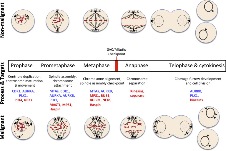 Stages of Mitosis vs. Cancer-Related Errors at Each Stage