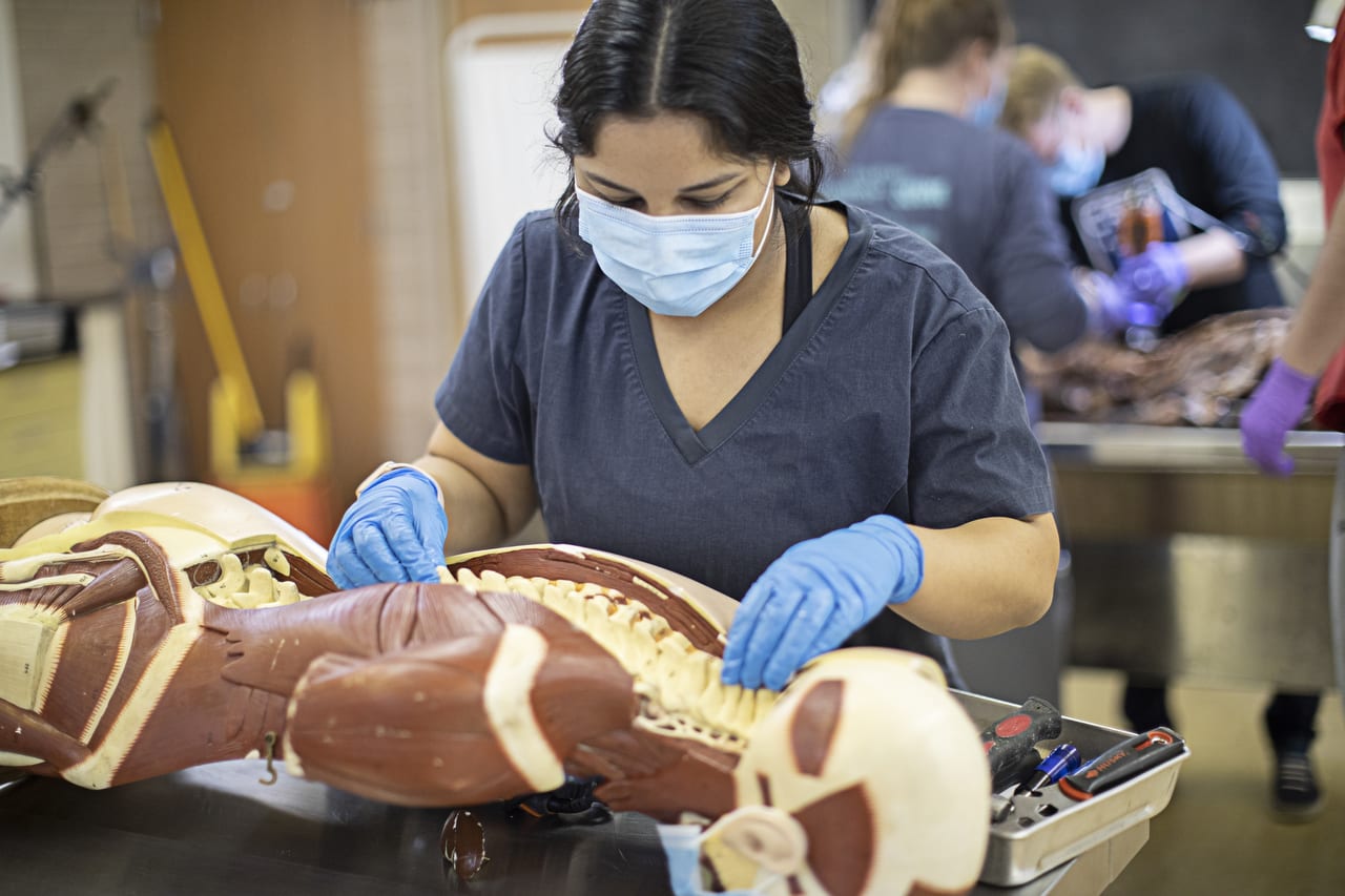 What Education Is Required to Be a Chiropractor? Complete 2026 Career Guide